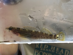 Etheostoma etowahae