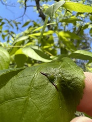 Phylloxera caryaesepta