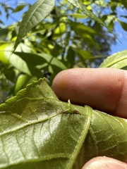 Phylloxera caryaesepta