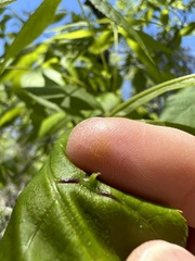 Phylloxera caryaesepta