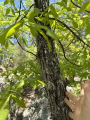 Phylloxera caryaesepta