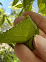 Phylloxera caryaesepta