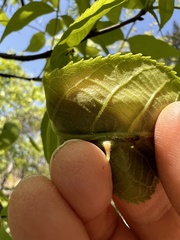 Phylloxera caryaesepta