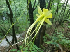 Aquilegia longissima