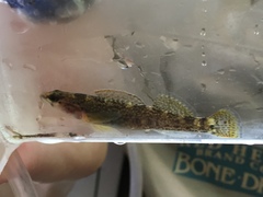 Etheostoma etowahae
