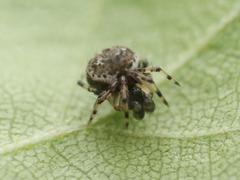 Dipoena melanogaster