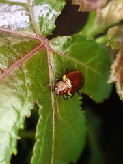 Gallerucida singularis