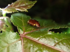 Gallerucida singularis