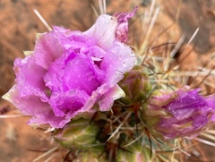 Sclerocactus