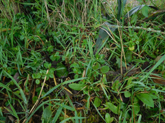 Gastrotheca riobambae