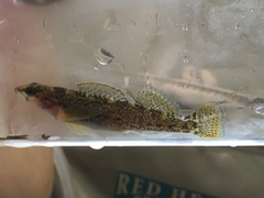 Etheostoma etowahae