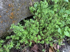 Sedum bulbiferum