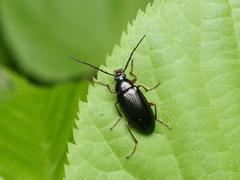 Gonodera luperus
