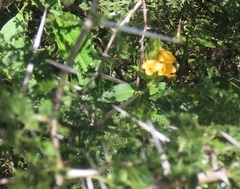 Metarungia longistrobus