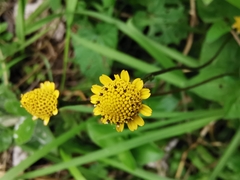 Acmella oppositifolia