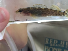Etheostoma etowahae