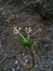 Cnidoscolus tehuacanensis