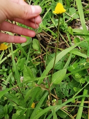 Acmella oppositifolia