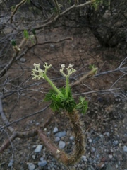 Cnidoscolus tehuacanensis