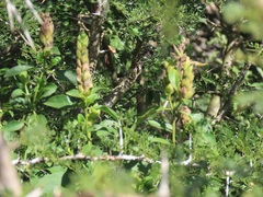 Metarungia longistrobus