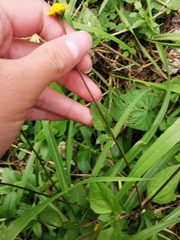 Acmella oppositifolia