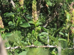 Metarungia longistrobus