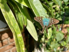 Lepidoptera