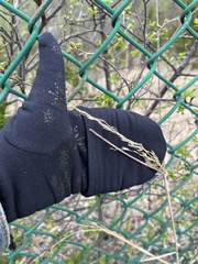 Sphenopholis obtusata