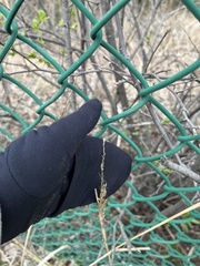 Sphenopholis obtusata