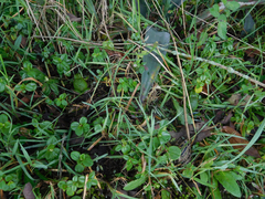 Gastrotheca riobambae