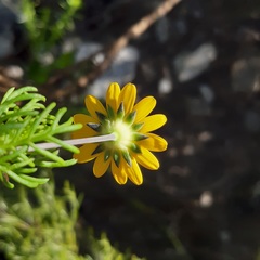 Euryops pinnatipartitus