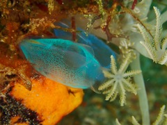 Rhopalaea