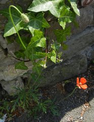 Papaver dubium lecoqii