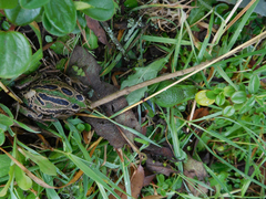 Gastrotheca riobambae