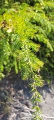 Acacia verticillata