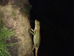 Diploderma polygonatum