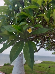 Plumeria