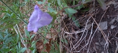 Campanula medium