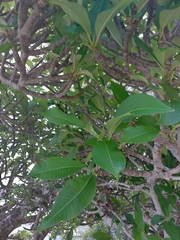Plumeria
