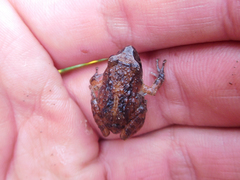 Pristimantis unistrigatus