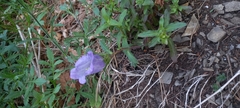 Campanula medium