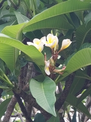 Plumeria