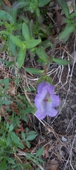 Campanula medium