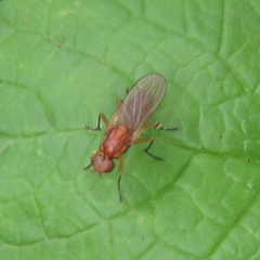 Psila