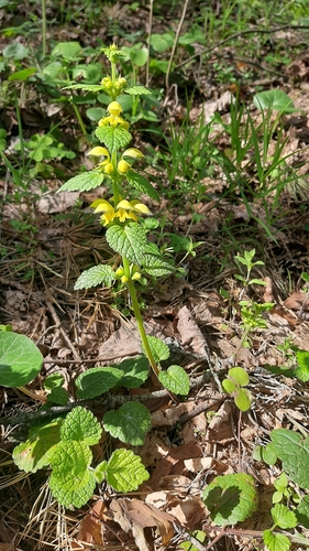 Geltonžiedis šalmutis