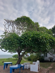Plumeria