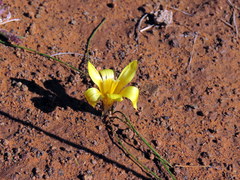 Romulea tortuosa aurea
