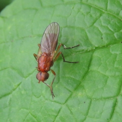 Psila