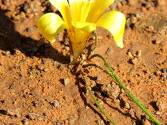 Romulea tortuosa aurea