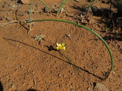 Romulea tortuosa aurea